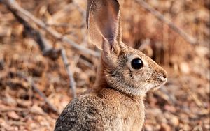 Превью обои кролик, заяц, животное, уши, милый