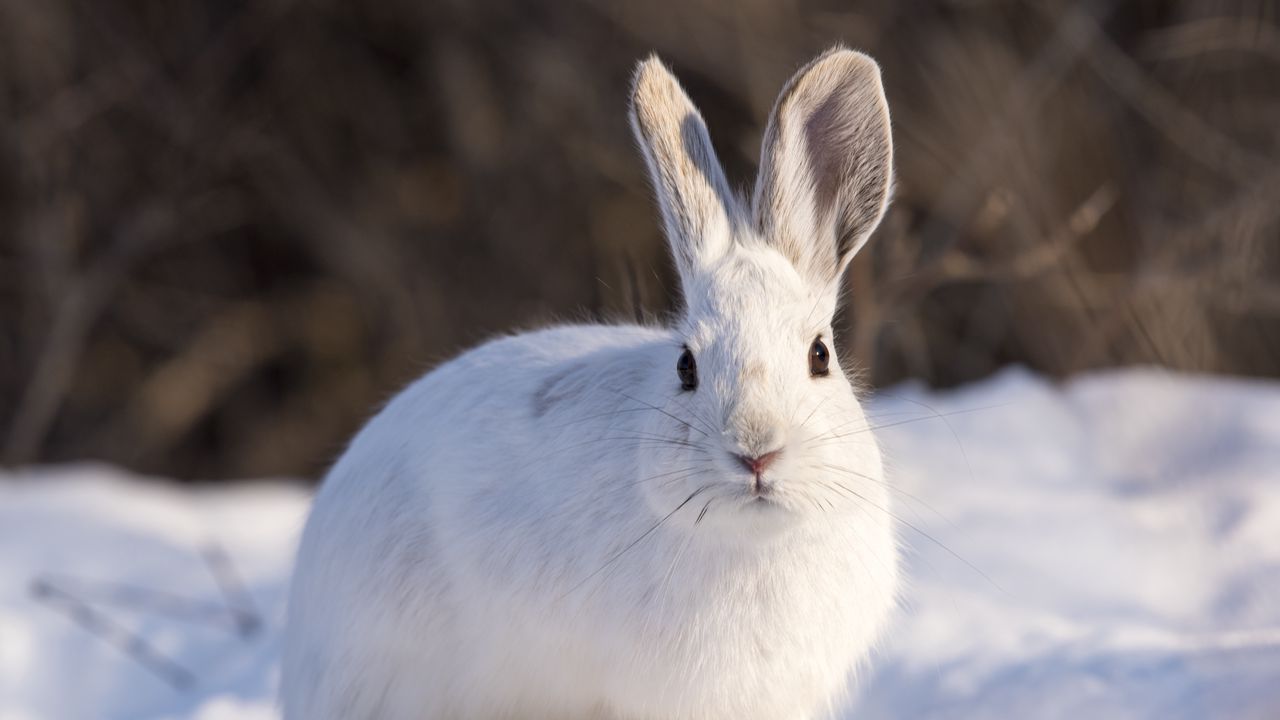 Обои кролик, животное, белый, снег, зима