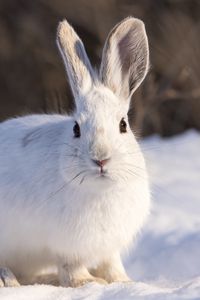 Превью обои кролик, животное, белый, снег, зима