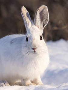 Превью обои кролик, животное, белый, снег, зима