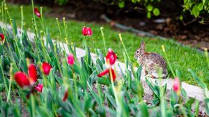 Превью обои кролик, животное, клумба, тюльпаны, цветы