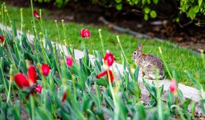 Превью обои кролик, животное, клумба, тюльпаны, цветы