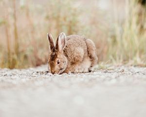 Превью обои кролик, животное, коричневый