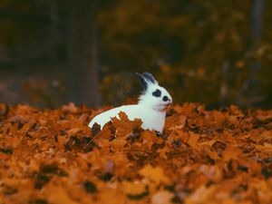 Превью обои кролик, животное, листья, осень