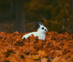Превью обои кролик, животное, листья, осень