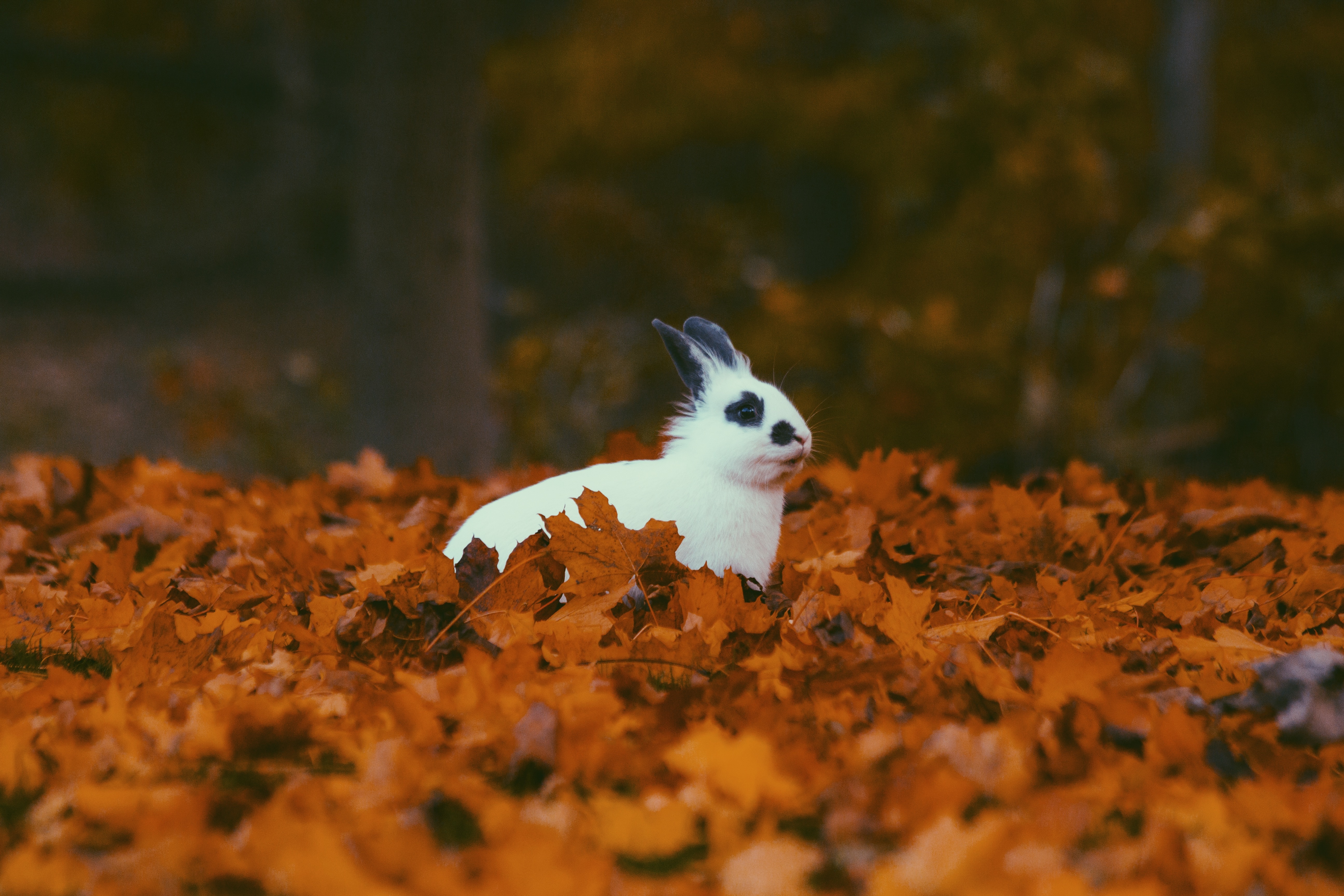 Осенний кролик
