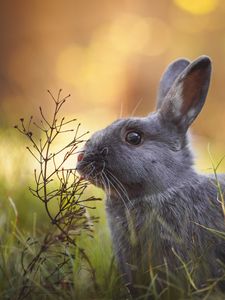 Превью обои кролик, животное, милый, трава, дикая природа