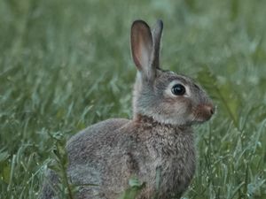 Превью обои кролик, животное, профиль, трава