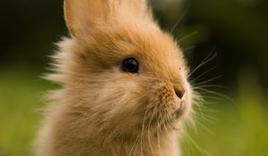 Превью обои кролик, животное, пушистый, детеныш, зелень