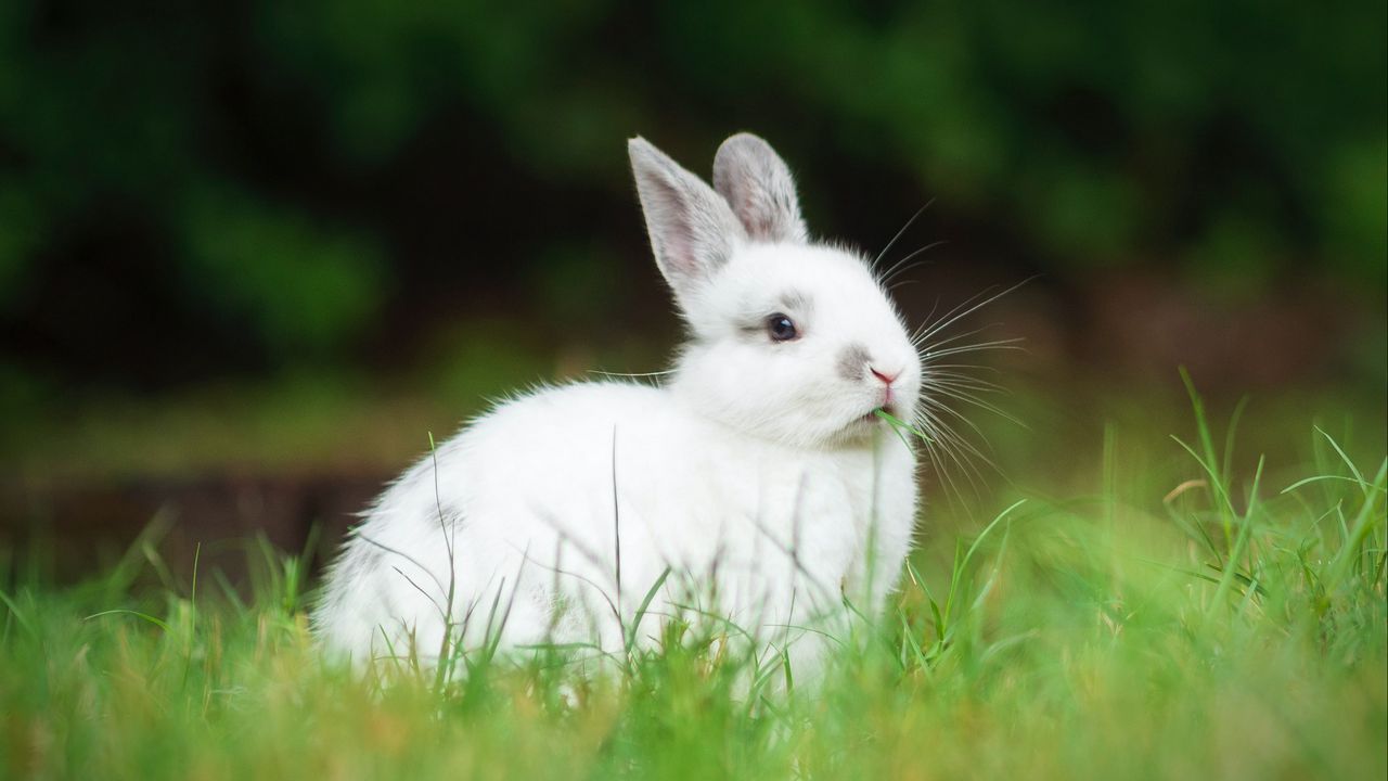 Обои кролик, животное, трава, милый, белый, пушистый