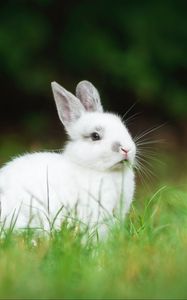 Превью обои кролик, животное, трава, милый, белый, пушистый