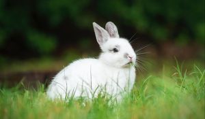 Превью обои кролик, животное, трава, милый, белый, пушистый