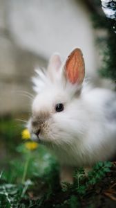 Превью обои кролик, животное, трава, пушистый, милый