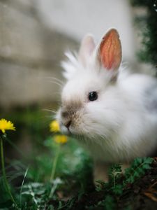 Превью обои кролик, животное, трава, пушистый, милый