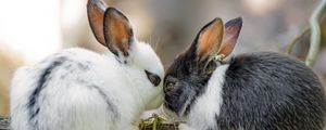 Превью обои кролики, милый, зайчики, животные, природа