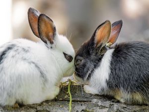 Превью обои кролики, милый, зайчики, животные, природа