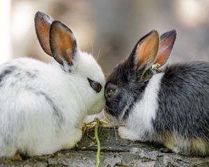 Превью обои кролики, милый, зайчики, животные, природа