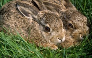 Превью обои кролики, пара, трава, испуг, прятаться