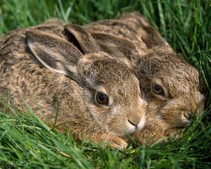 Превью обои кролики, пара, трава, испуг, прятаться