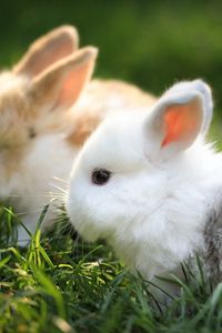 Превью обои кролики, пара, трава, мех, красивые
