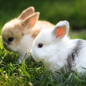 Превью обои кролики, пара, трава, мех, красивые
