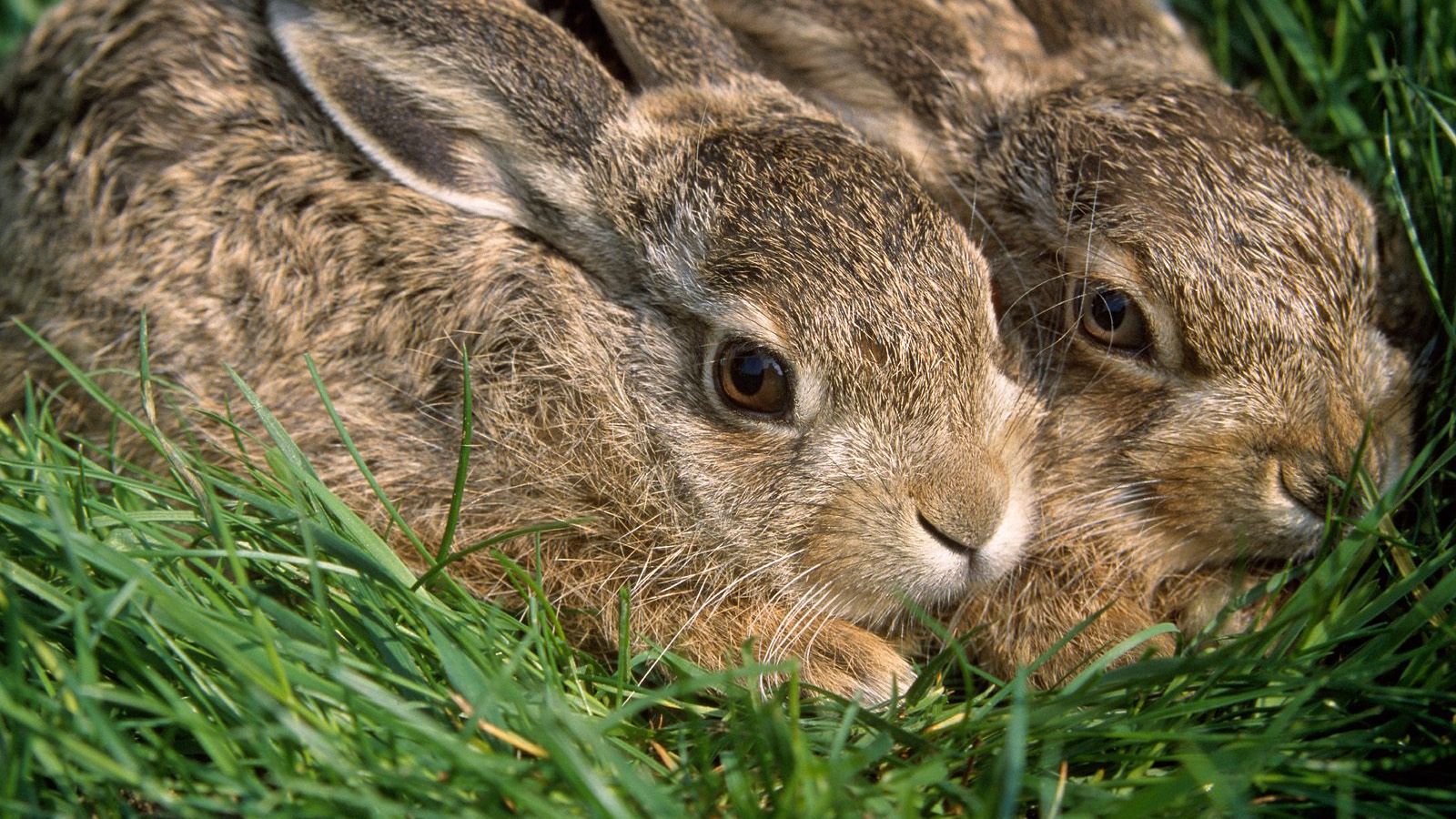 Заяц и кролик