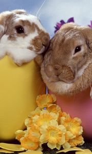 Превью обои кролики, пара, цветы, сон