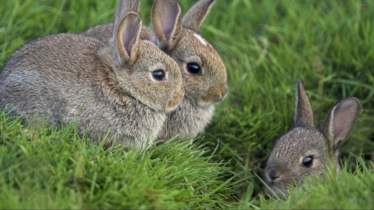 Обои кролики, трава, три, сидеть, прятаться, страх, маскировка