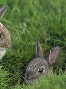 Превью обои кролики, трава, три, сидеть, прятаться, страх, маскировка