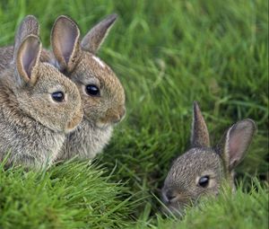 Превью обои кролики, трава, три, сидеть, прятаться, страх, маскировка