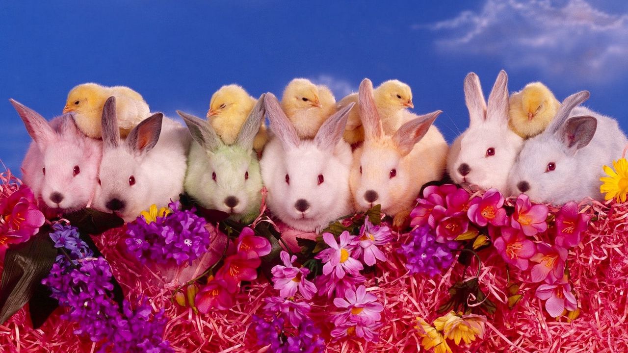 Обои кролики, цыплята, цветы, множество
