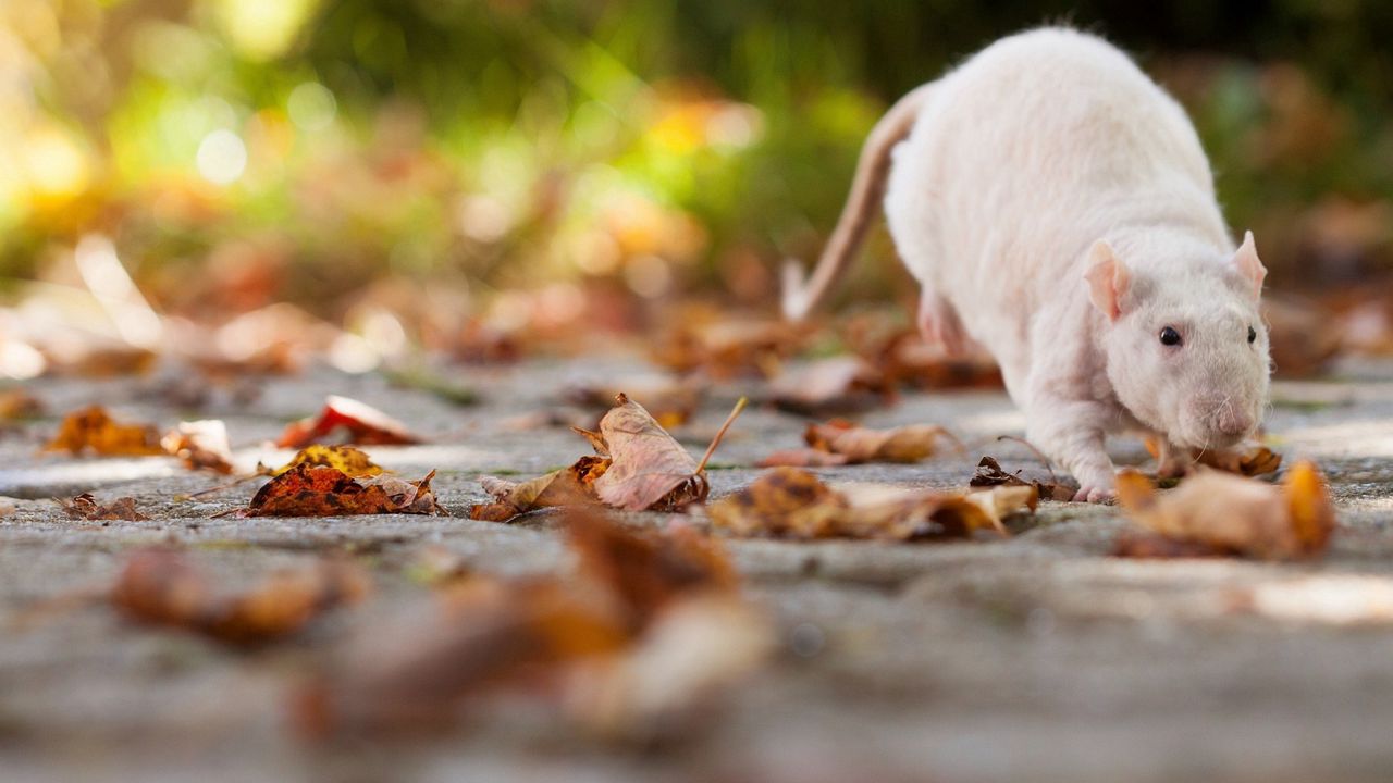 Обои крыса, листва, осень