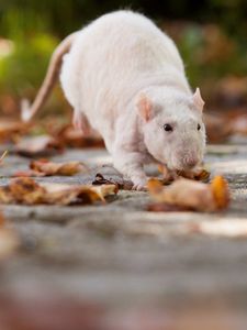 Превью обои крыса, листва, осень