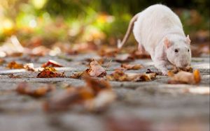 Превью обои крыса, листва, осень