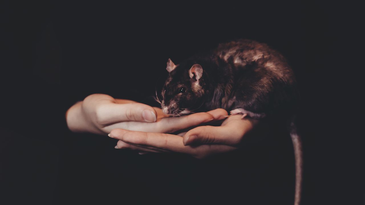 Обои крыса, руки, домашнее животное