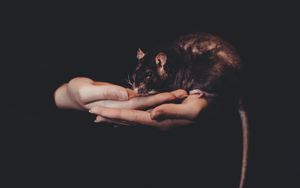 Превью обои крыса, руки, домашнее животное