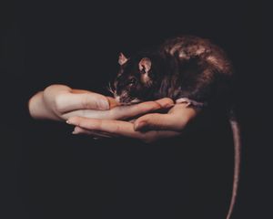 Превью обои крыса, руки, домашнее животное