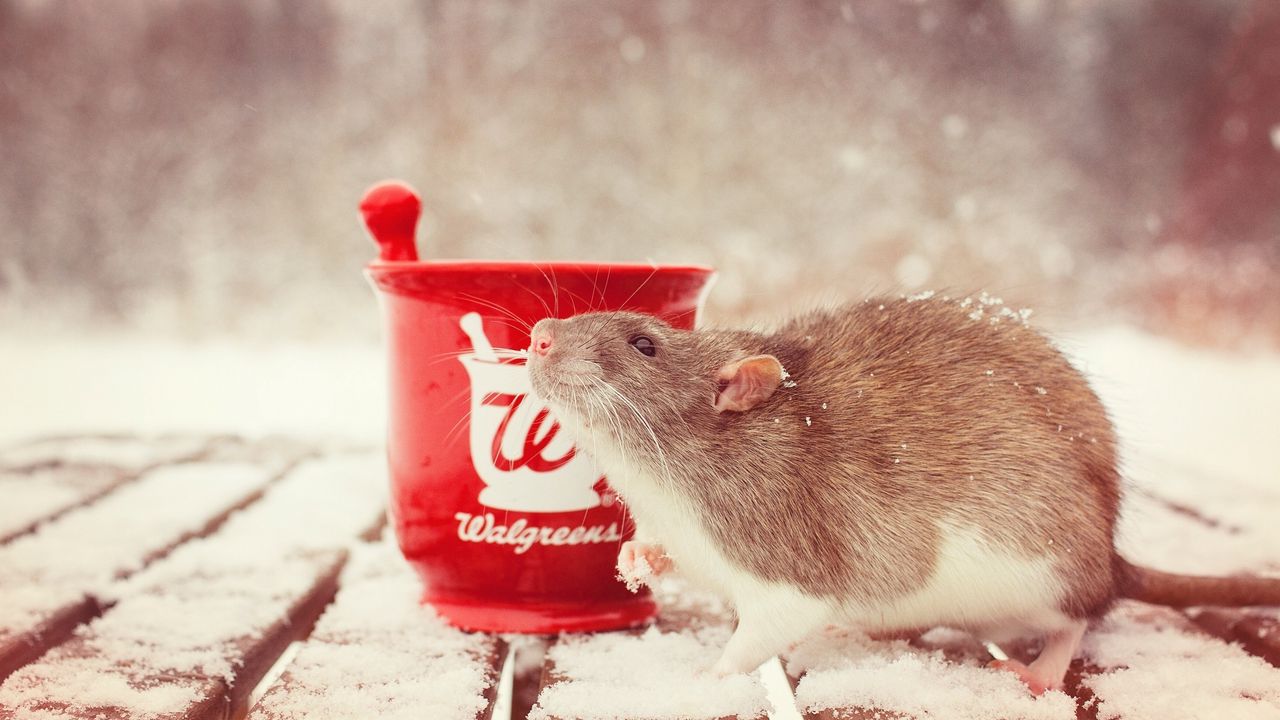 Обои крыса, снег, ступка, грызун