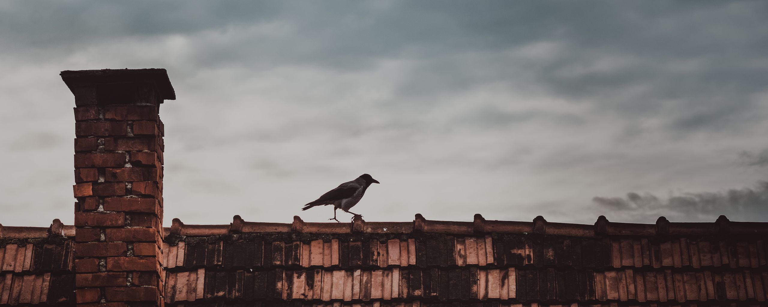 Птицы над крыше монастырь Юрьево