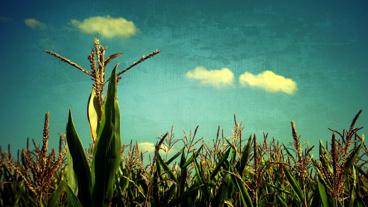 Обои кукуруза, небо, голубое, искусство, поле, урожай