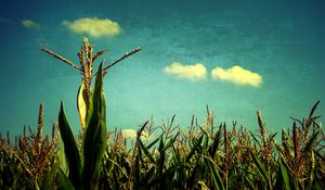 Превью обои кукуруза, небо, голубое, искусство, поле, урожай