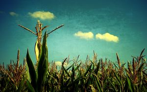 Превью обои кукуруза, небо, голубое, искусство, поле, урожай