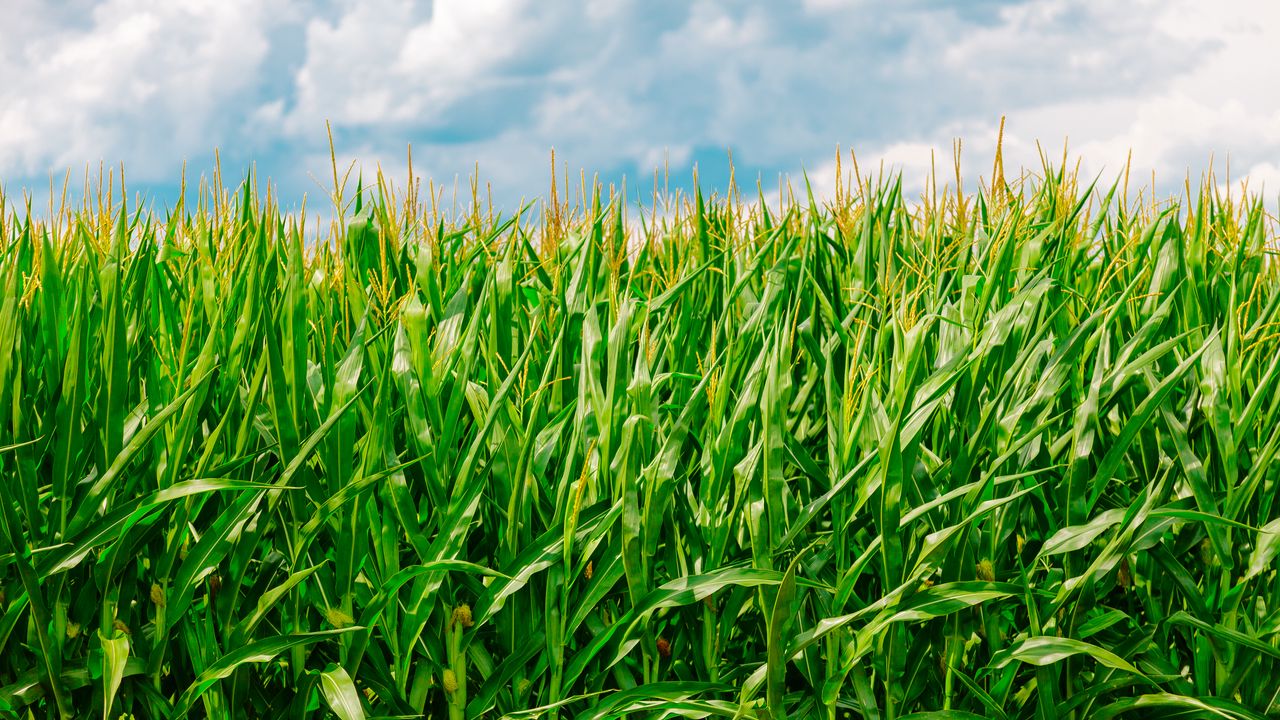 Обои кукуруза, поле, лето, ферма