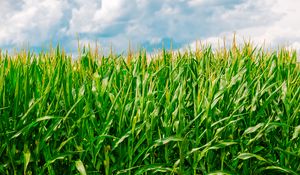 Превью обои кукуруза, поле, лето, ферма