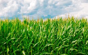 Превью обои кукуруза, поле, лето, ферма
