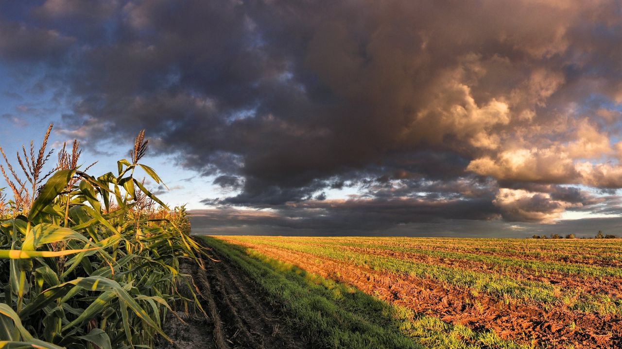 Обои кукуруза, поле, небо, панорама, пашня, облака, тучи