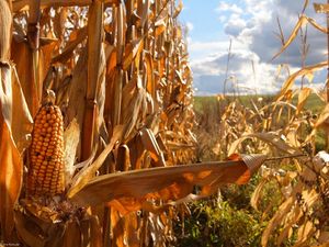 Превью обои кукуруза, сельское хозяйство, поле, початки, ботва, желтая