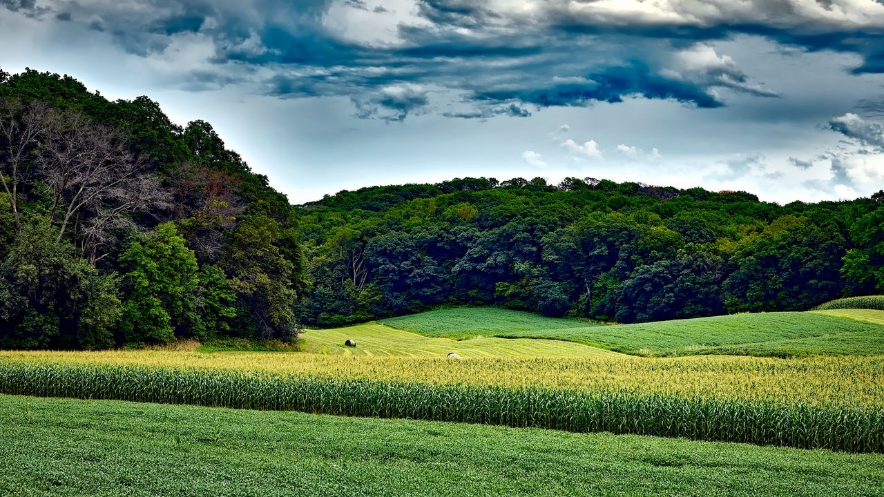 Обои кукурузное поле, деревья, трава, лето, висконсин
