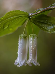 Превью обои купена, цветы, листья, капли, дождь