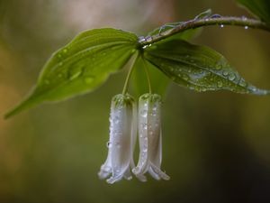 Превью обои купена, цветы, листья, капли, дождь